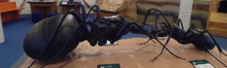 Giant ant showcased at the museum