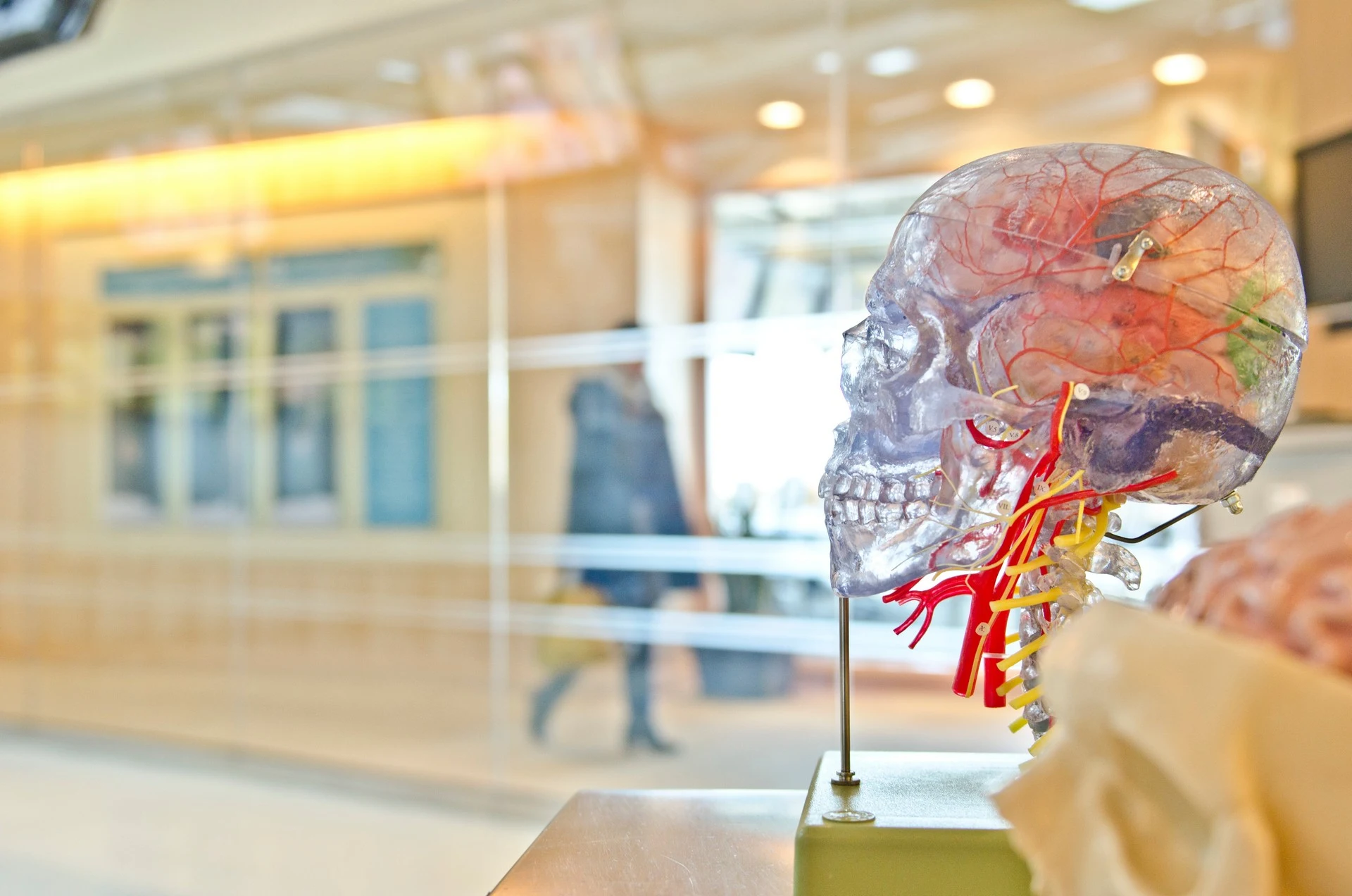 Brain on a stick, showing how the human brain looks like inside the skull