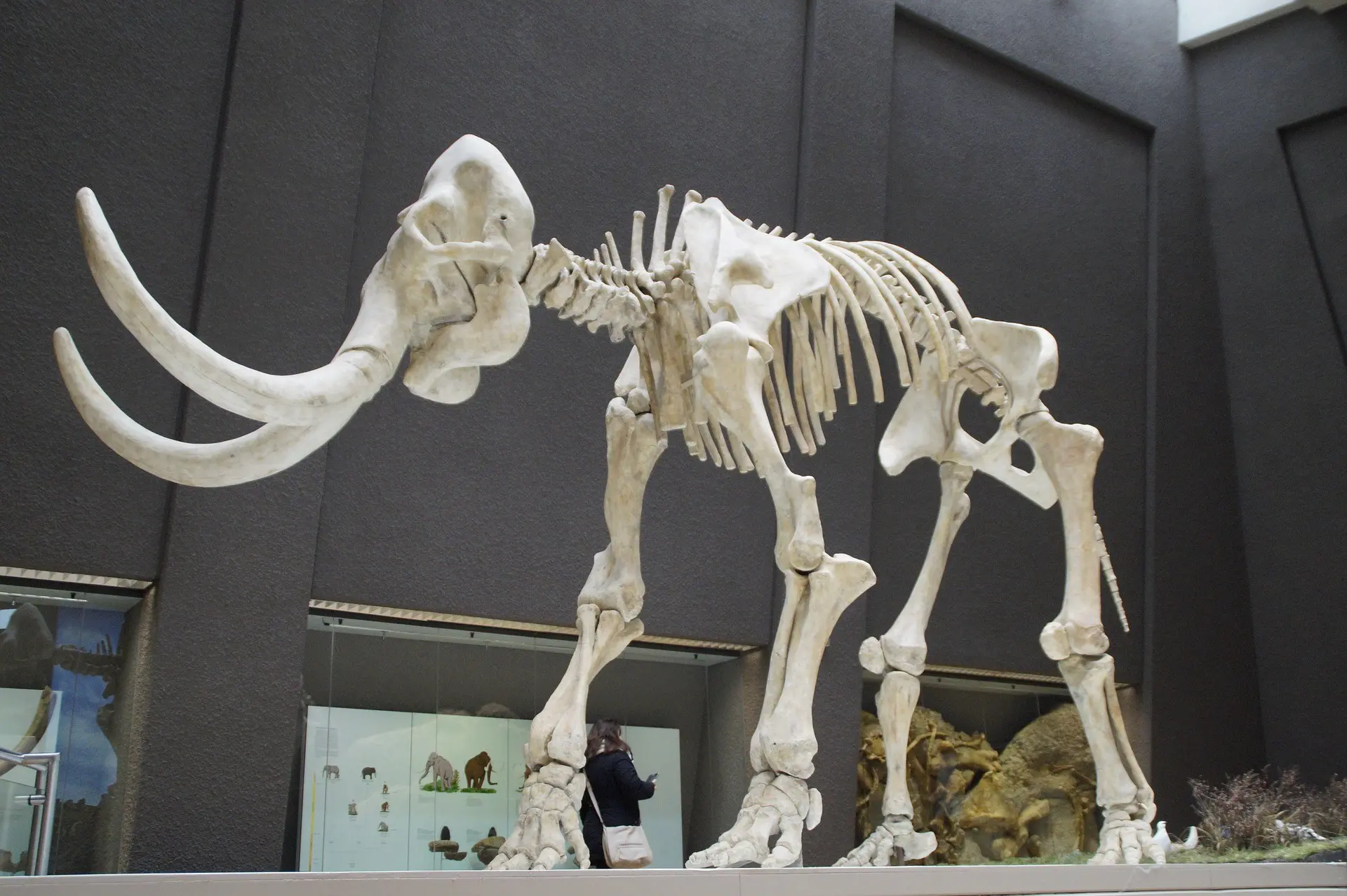 A mammoth skeleton in a museum