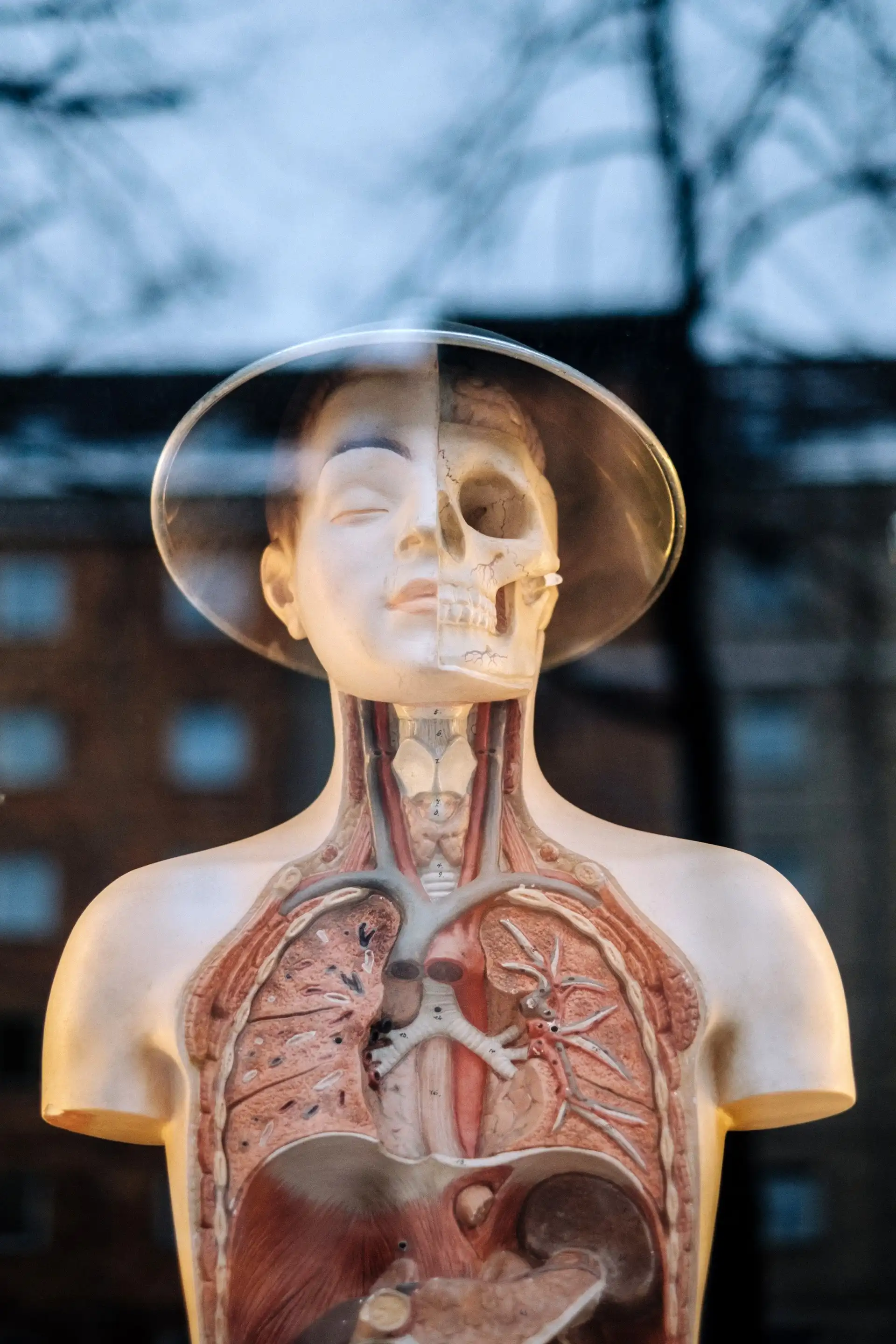 Human sculpture showing it's intestine