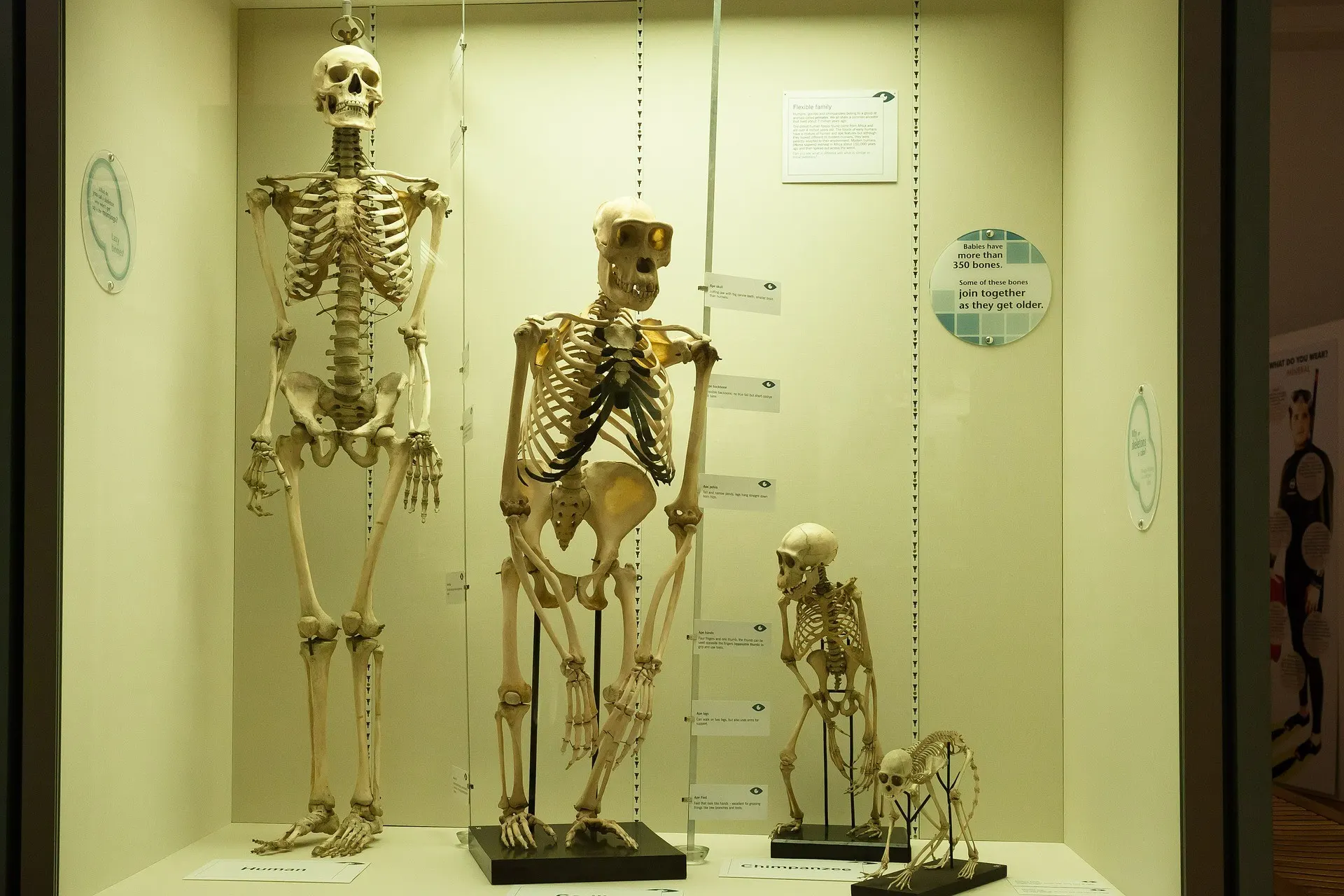 skeletons of human evolution